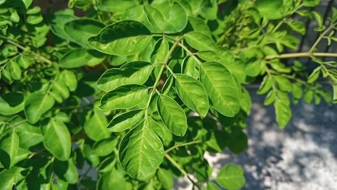 Moringa leaves Stock Footage 282000561