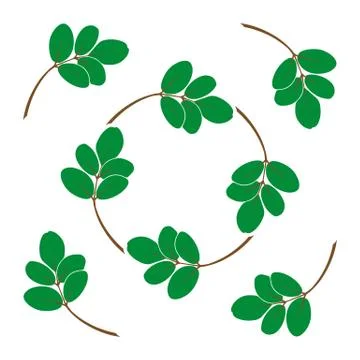 Moringa leaves Stock Illustration