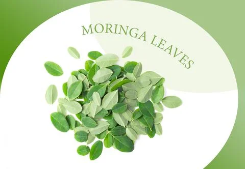 Moringa leaves on pattern colour Stock Photos