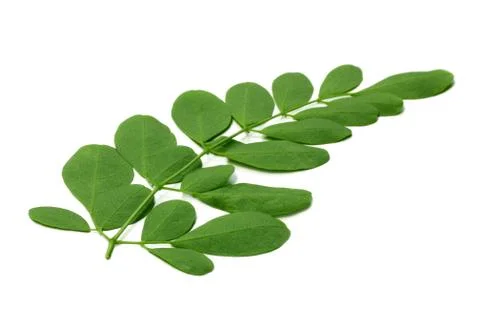 Moringa leaves Stock Photos