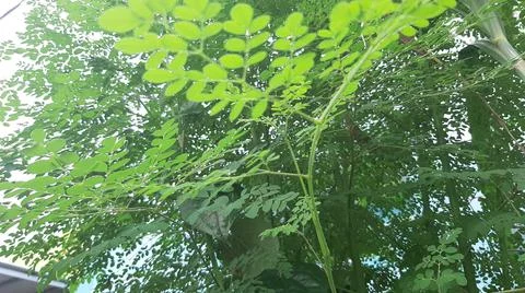 Moringa leaves Stockfoto's