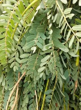 Moringa leaves Stock-Fotos