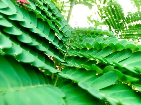 Moringa leaves 스톡 사진
