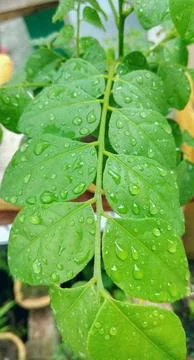  moringa leaves Stock-Fotos