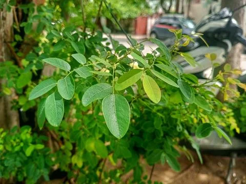 Moringa leaves Stock Photos