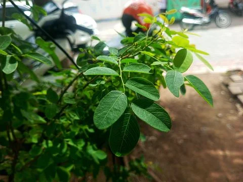 Moringa leaves Stock Photos