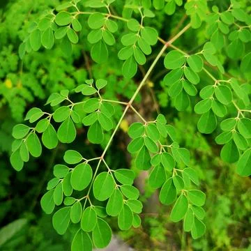 Moringa leaves Stockfoto's