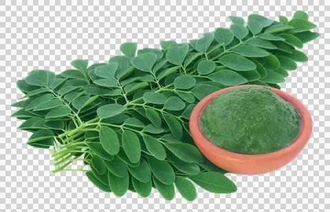Moringa leaves Stock Photos