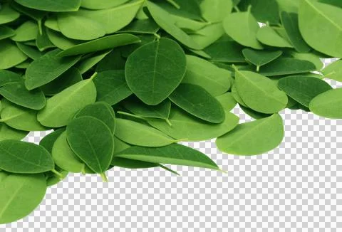 Moringa leaves Stock Photos