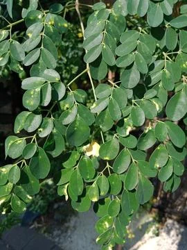 Moringa leaves Stock Photos