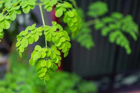 Moringa Leaves in Soft Focus Fotos de archivo
