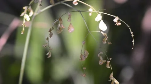 Moringa leaves start to turn yellow and fall a lot in summer Video stock 292869450