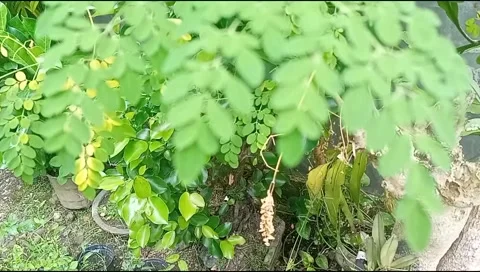 Moringa leaves swaying Stock Footage 219732170