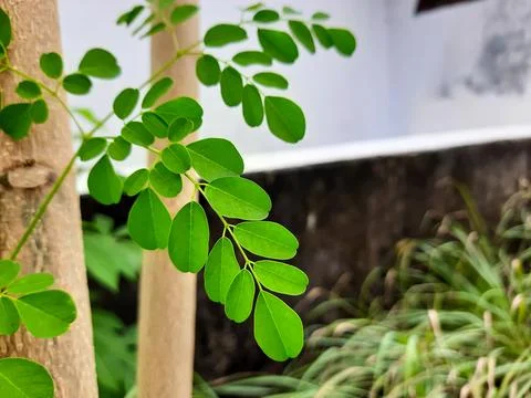 Moringa Leaves - on a Tree Branch in a Backyard Fotos de archivo