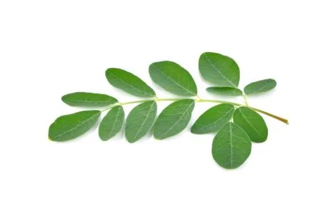 Moringa leaves on white background Stock Photos