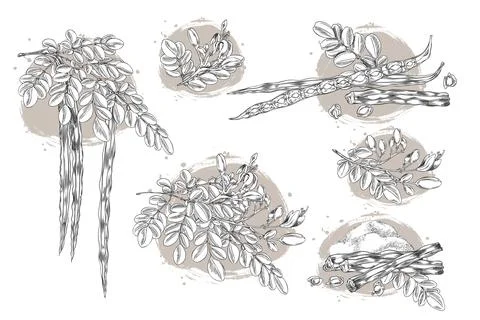 Moringa oleifera composition sketch vector set, hand drawn engraved leaves, pods Ilustración de archivo