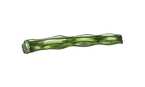 Moringa oleifera cut drumstick, raw pod vector sketch, tropical cultivated tree Stock Illustration