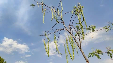 Moringa Oleifera drumsticks on the tree branches with clouds and blue sky Stock Photos