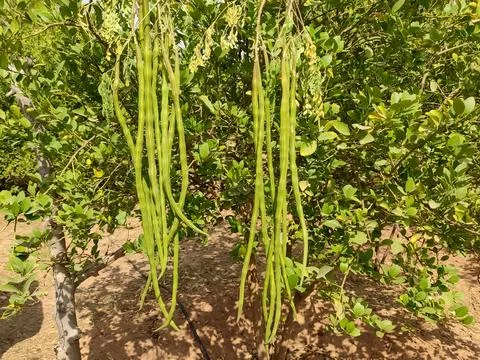 Moringa Oleifera drumsticks on the tree branches Stock Photos