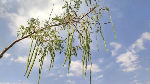 Moringa Oleifera drumsticks on the tree branches with clouds and blue sky Stock Photos