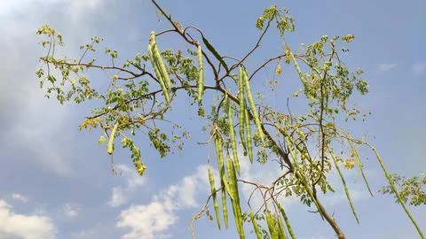 Moringa Oleifera drumsticks on the tree branches with blue sky Stock Photos