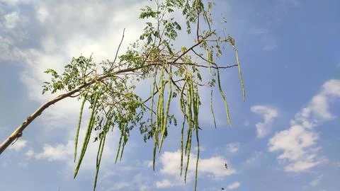 Moringa Oleifera drumsticks on the tree branches with blue sky Stock Photos