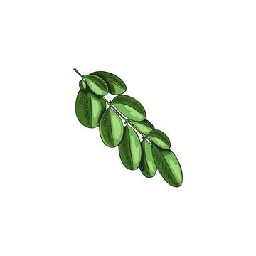 Moringa oleifera green leaves vector sketch, tropical cultivated plant, hand Stock Illustration