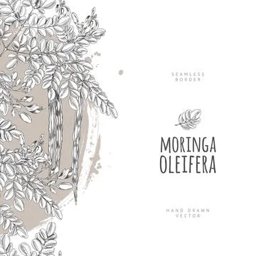 Moringa oleifera ink sketch vector vertical seamless border, hand drawn engraved Stock Illustration