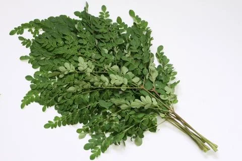 Moringa Oleifera leaf branches Stock Photos