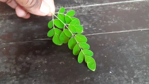 Moringa oleifera leaves in black background. Stock Footage 201990827