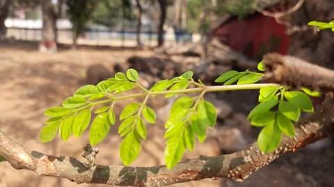 Moringa oleifera leaves. Stock Footage 148320329