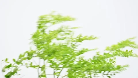 Moringa oleifera leaves. Stock Footage 284935057