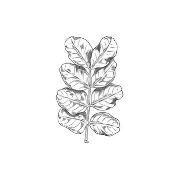 Moringa oleifera leaves vector ink sketch, tropical cultivated plant, Asian herb Stock Illustration