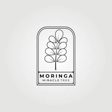 Moringa oleifera , miracle tree logo vector illustration design, natural medi Stock Illustration