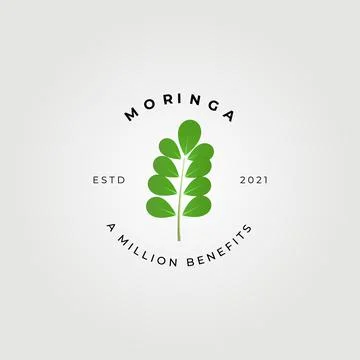 Moringa oleifera , miracle tree logo vector illustration design, natural medi Stock Illustration
