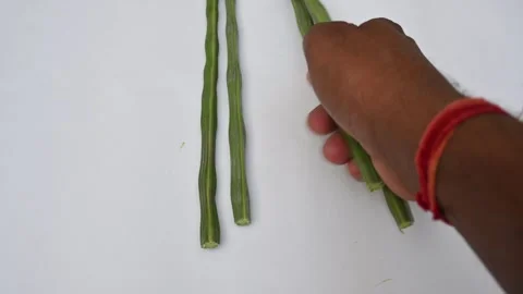 Moringa oleifera or drumstick pods on white background. Видео 306591553