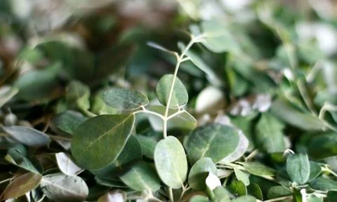 Moringa Oleifera Stock Photos