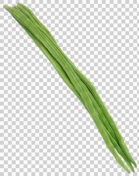 Moringa Oleifera Foto stock