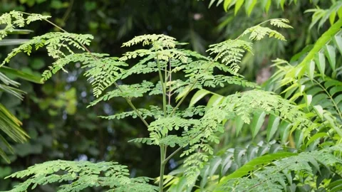 Moringa oleifera plants Stock-Footage 319997855