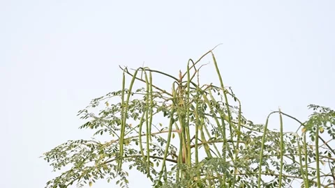 Moringa oleifera pods on the tree. Stock Footage 305396567