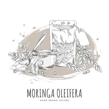 Moringa oleifera products vector engraved hand drawn, leaves, seeds and powder Stock Illustration