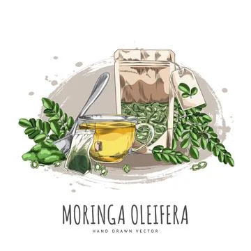 Moringa oleifera products vector hand drawn composition, leaves, seeds and Stock Illustration