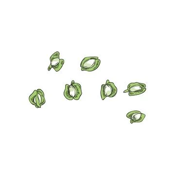 Moringa oleifera raw seeds vector sketch, tropical cultivated plant harvest Stock Illustration