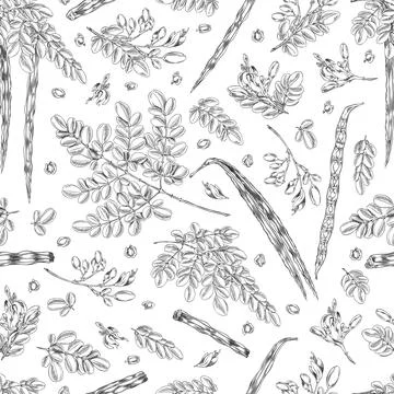 Moringa oleifera sketch vector seamless pattern, hand drawn engraved twig with Stock Illustration