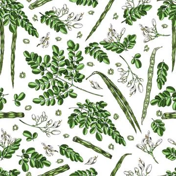 Moringa oleifera sketch vector seamless pattern design, hand drawn twig with Stock Illustration
