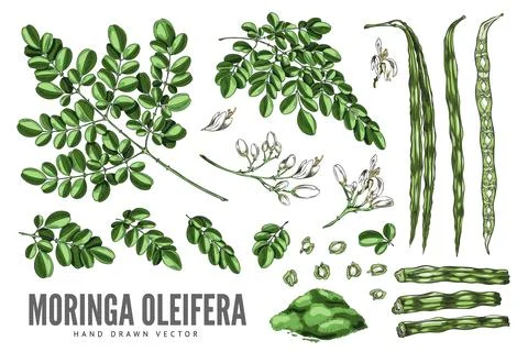 Moringa oleifera sketch vector set, hand drawn leaves, drumsticks, pods, seeds Ilustración de archivo