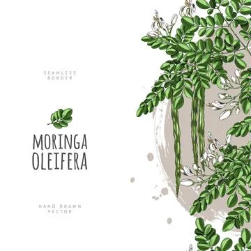 Moringa oleifera sketch vector vertical seamless border, hand drawn green leaves Stock Illustration