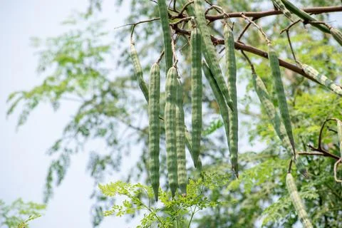 Moringa oleifera tree in bloom with drumstick fruits medicinal plant Stock Photos