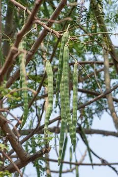 Moringa oleifera tree in bloom with drumstick fruits medicinal plant Foto stock