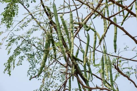 Moringa oleifera tree in bloom with drumstick fruits medicinal plant Stock-Fotos